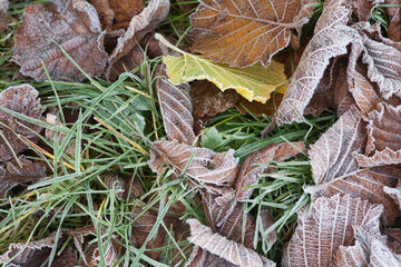 frozen autumn leaves on frosty grass