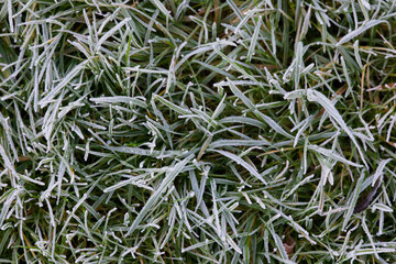 close up of winter frosty grass