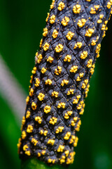 Stamens and pistils of an Anthurium flower from the collection of a garden, Ukraine