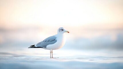 A beautiful seagull standing peacefully on a snowy or watery surface