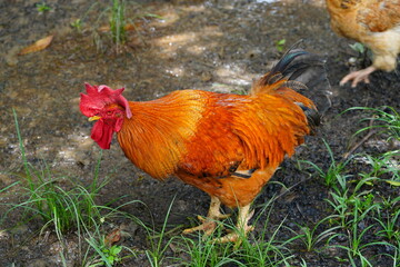 Aggressive colorful rooster, constantly attacking his owner, here he is crowing at his fleeing owner. Terra do Caju village, Amazonas, Brazil.