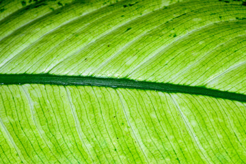 Tropical leaf structure with beautiful venation, natural leaf background