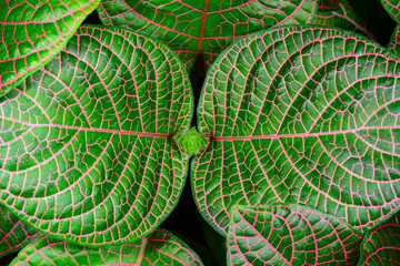 Fittonia albivenis, tropical plant with decorative colored leaves in a botanical collection, Ukraine