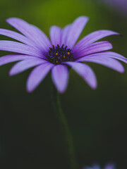 Fototapeta premium beautiful flower in the nature