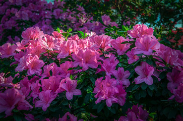 Delicate pink azaleas blooming in the city botanical garden.
