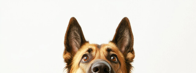 Obraz premium Curious German Shepherd dog peeking from the bottom with attentive eyes and perked ears on white background. Concept of pet curiosity, loyal companion, intelligent dog breed, canine alertness