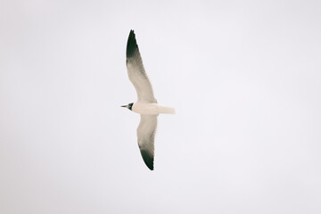 Destin with its beautiful beaches and incomparable weather