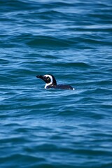 Brillenpinguine am Foxy Beach bei Simons Town in der Nähe von Kapstadt (Südafrika)