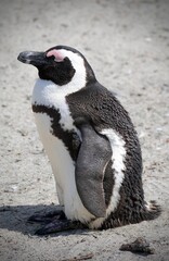 Brillenpinguine am Foxy Beach bei Simons Town in der Nähe von Kapstadt (Südafrika)