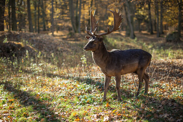 Fallow deer with antlers standing in an autumn forest.