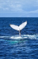 Buckelwal Whale-Watching in der False Bay am Kap der Guten Hoffnung in Kapstadt (Südafrika) © Tobias