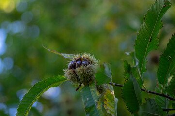 Castanea sativa ripening fruits in spiny cupules, edible hidden seed nuts hanging on tree branches, green leaves