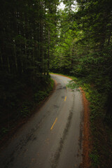 Fototapeta premium A road in the redwood forest of California.