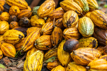Heap of freshly harvested yellow cocoa pods in a cocoa farm.