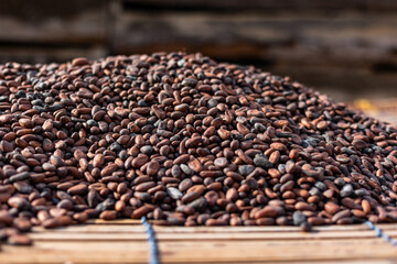 Large pile of rich brown cocoa beans drying in the sun outdoors.