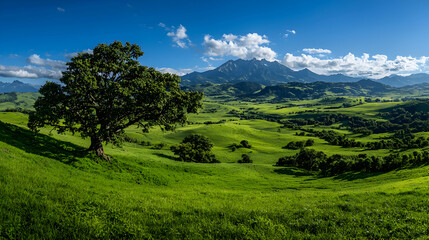 Lone tree on green hill, mountain view, sunny day, pastoral landscape, nature photography