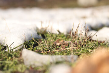Melting snow. Snow on the grass, approaching spring. Nature background. Snow melting on the ground, early spring background. Green grass grows through the snow close-up