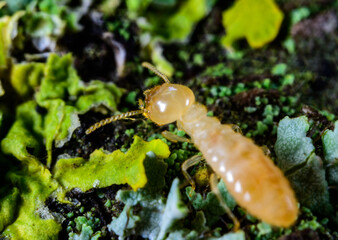 Reticulitermes lucifugus - worker termite crawling on yellow-green lichens growing on an old tree, Ukraine, Odessa
