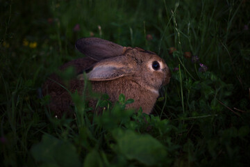  big grey rabbit sitting on green grass