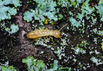 Reticulitermes lucifugus - yellowish worker termite searching for food among green lichens on a tree near the Black Sea, Ukraine, Odessa