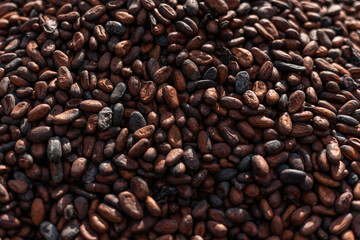 Close-Up of cocoa beans dried in the sun outdoors.