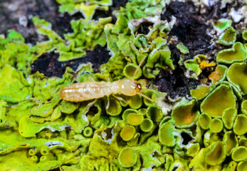 Reticulitermes lucifugus - worker termite crawling on yellow-green lichens growing on an old tree,...