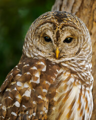 Barred Owl: The Stare