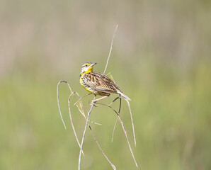 A little Meadowlark perches on a branch at the Stick Marsh in Fellsmere, Florida.