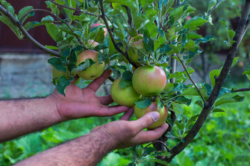 Hands of man  hold an apples on a branch