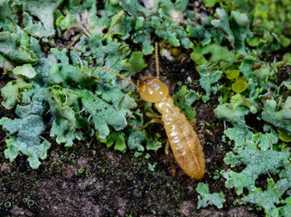 Reticulitermes lucifugus - yellowish worker termite searching for food among green lichens on a tree near the Black Sea, Ukraine, Odessa