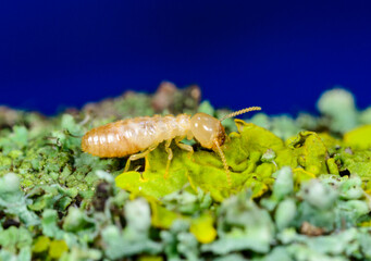 Reticulitermes lucifugus - worker termite crawling on yellow-green lichens growing on an old tree, Ukraine, Odessa