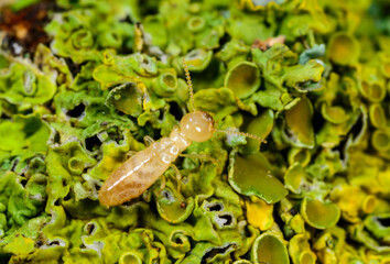 Reticulitermes lucifugus - worker termite crawling on yellow-green lichens growing on an old tree,...