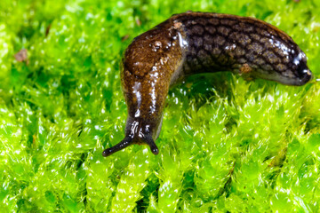 Large brown slug crawling on green moss, Ukraine