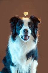 dog catching food in the air