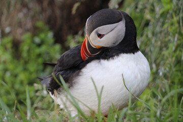 Naklejka premium Macareux posé sur un rocher. Paysage sur la mer et l'oiseau sur son rocher. Macareux islande