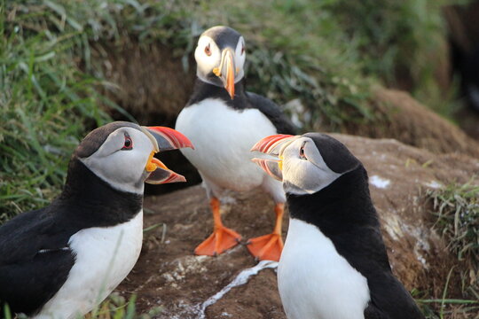 Macareux en groupe qui discutes. Couple qui se dispute pour aller chercher du poisson.  Macareux islande