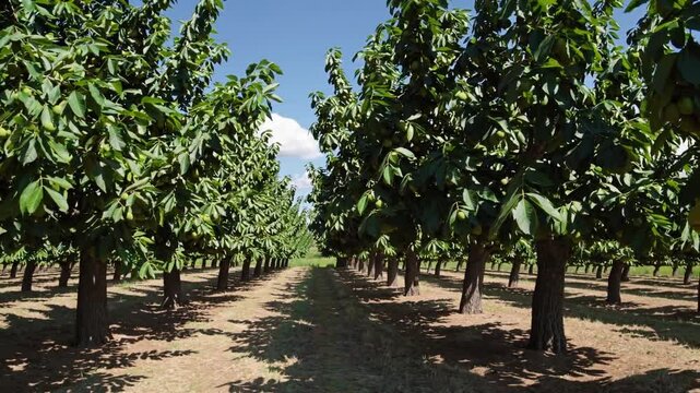 A peaceful walnut orchard with rows of mature walnut trees, their green nuts hanging from the branches under the clear summer sky, creating a serene and productive atmosphere