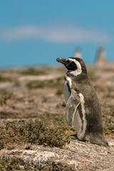 Pingüinos de Magallanes en la Patagonia argentina © Mia