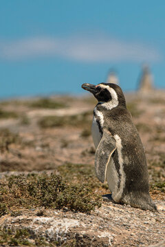 Ping&uuml;inos de Magallanes en la Patagonia argentina