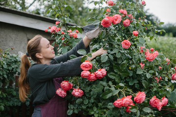 Woman Pruning Vibrant Red Roses in a Flourishing Garden on a Sunny Day