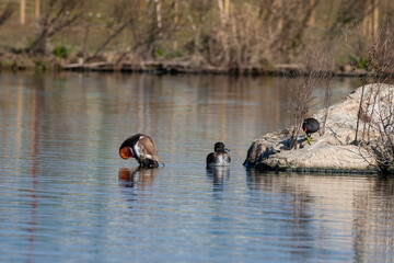 ducks on the lake