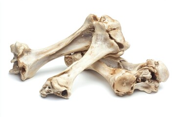 Fototapeta premium Isolated Turkey Bones - Closeup of Remains from a Leg on a White Background Waste Disposal