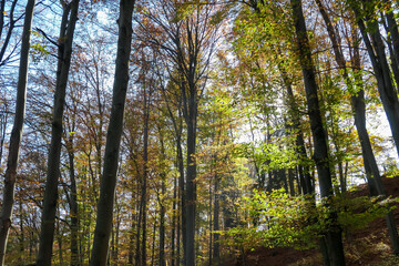 Fototapeta premium Golden leaves adorn trees reaching for a vibrant blue sky in Ratsch, Austria. Sunlight filters through branches, highlighting the colors of autumn in this serene landscape. Fall atmosphere in nature