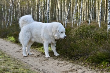 Biały pies © Jacek