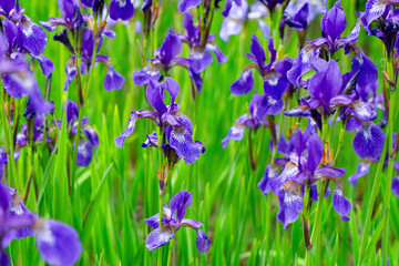 Blue iris flowers. Spring garden	