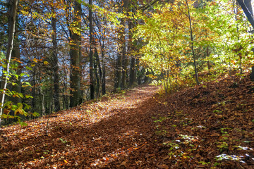 Idyllic path winds through a vibrant autumn forest in Ratsch an der Weinstrasse, Styria, Austria, where sunlight filters through a canopy of colorful leaves, creating a magical atmosphere. Tranquility