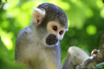 Petit singe Capucin tout calme. Jolie singe perché sur son arbre. 