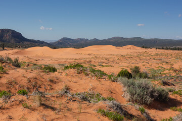 Desert plants and sand dunes in Utah.