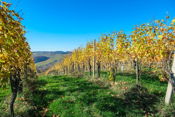 Naklejka premium Rows of golden vines cascade down rolling hills, Ratsch an der Weinstrasse, Styria, Austria. Picturesque vineyard landscape dotted with charming houses in autumn. Scenic beauty of Styrian wine region