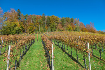 Obraz premium Rows of golden vines cascade down rolling hills, Ratsch an der Weinstrasse, Styria, Austria. Picturesque vineyard landscape dotted with charming houses in autumn. Scenic beauty of Styrian wine region